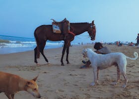 A tranquil beach scene featuring a horse, two dogs, and a person at sunrise, creating a peaceful atmosphere.