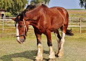 Close-up of a Clydesdale horse standing in a sunny rural pasture with a harness.