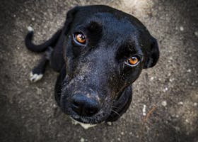 A close-up shot of a black dog looking upwards on a dirt surface, showcasing its expressive eyes and calm demeanor.